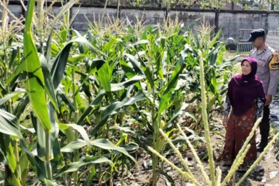 Bhabinkamtibmas Ubah Lahan Tidur Labuapi Jadi Kebun Produktif