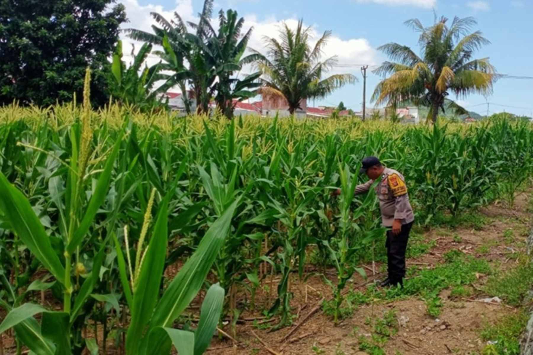 Polsek Labuapi Kawal Produktivitas Lahan Jagung di Lombok Barat