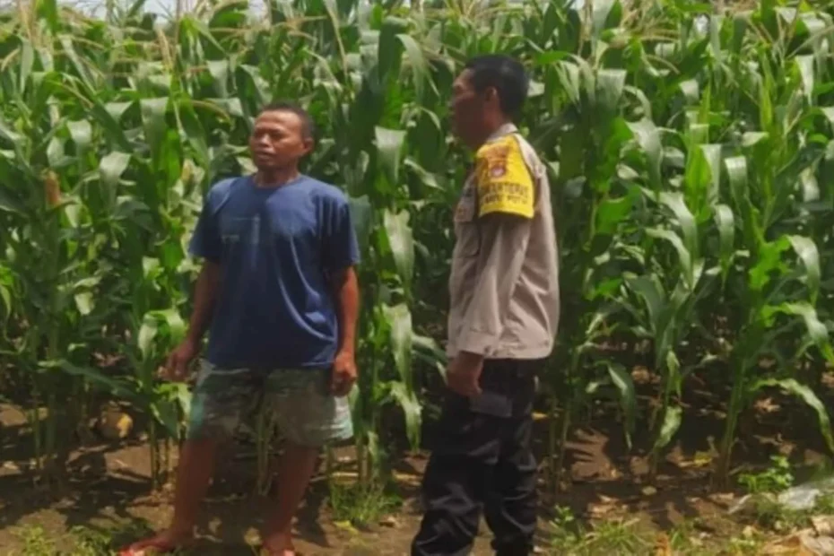 Dukung Swasembada, Bhabinkamtibmas Pantau Lahan Jagung Sekotong