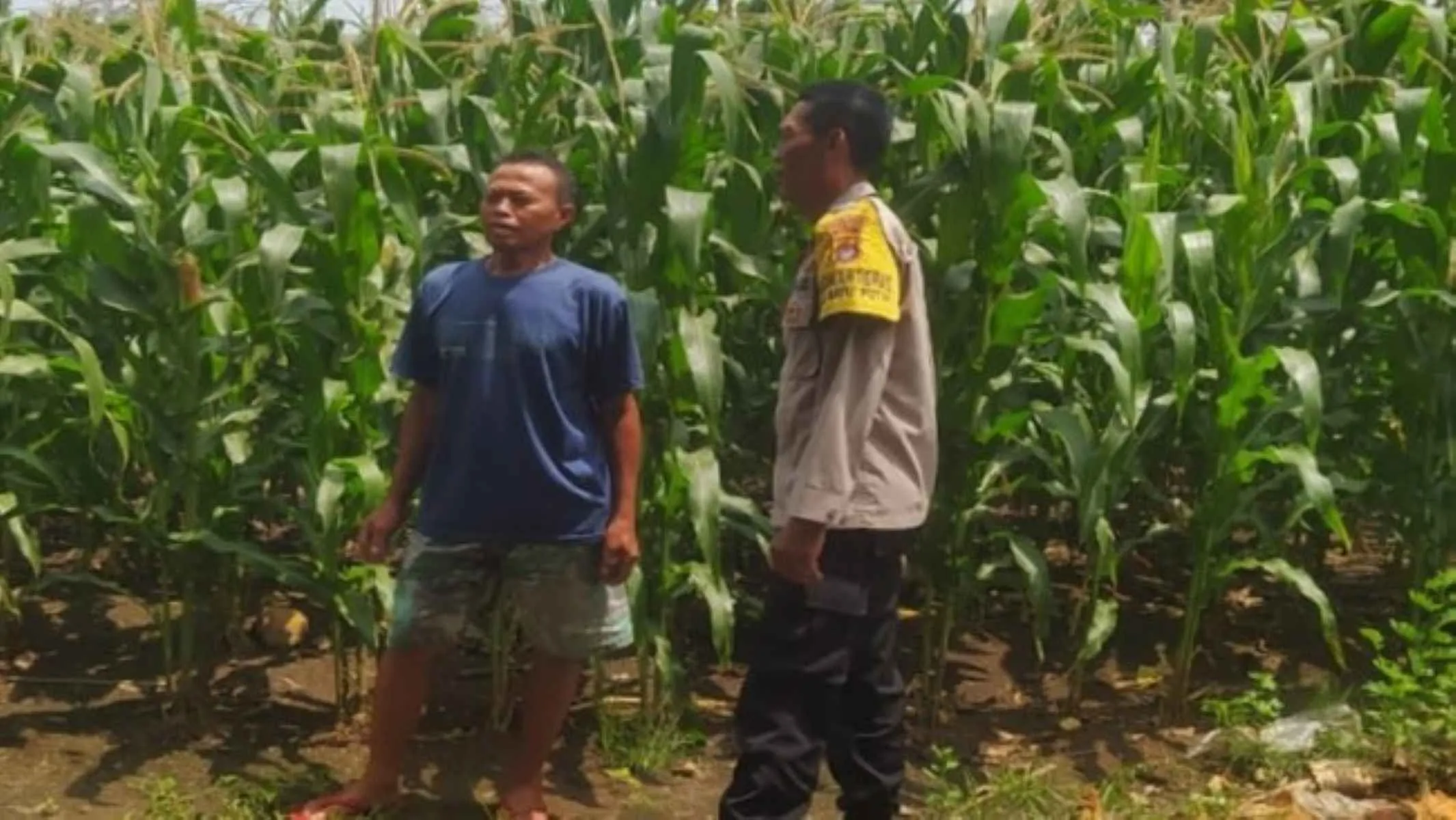Dukung Swasembada, Bhabinkamtibmas Pantau Lahan Jagung Sekotong