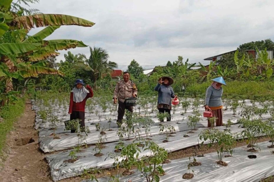 Sinergi Bhabinkamtibmas dan Petani Merembu Garap Hortikultura